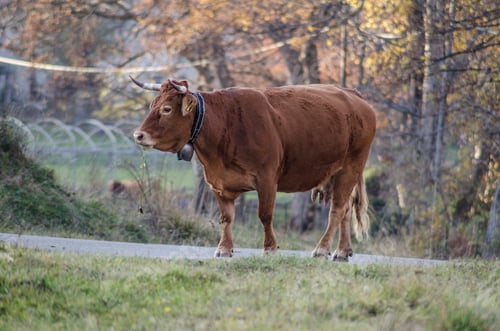 Preview: cow grazing in a meadow near the forest