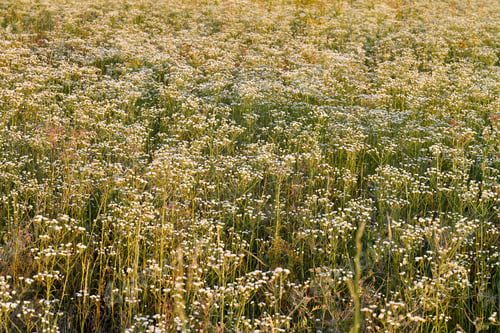 Preview: The field of many white tiny flowers. Nature enviroment concept.