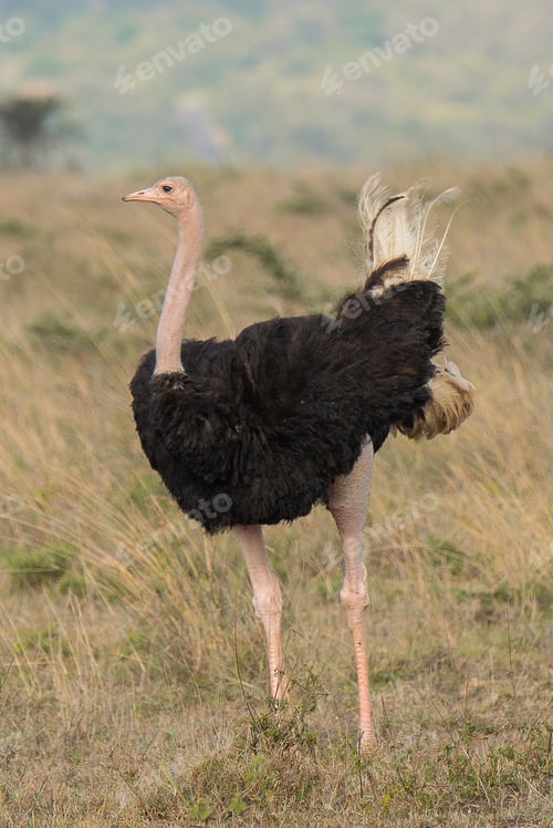 Preview: male ostrich