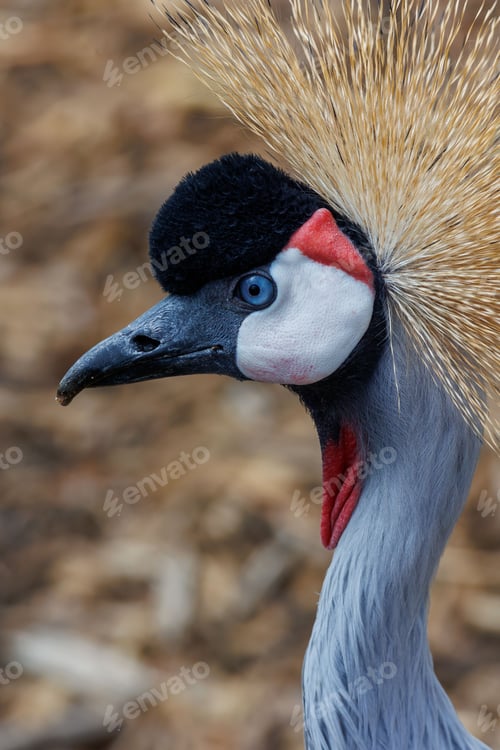 Preview: Golden-hued Eastern crowned crane (Balearica regulorum) bird in its natural habitat