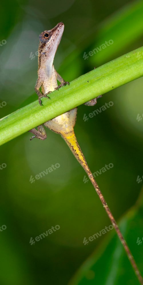 Preview: Anole Lizard, Marino Ballena National Park, Costa Rica
