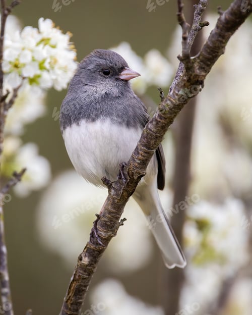 Preview: Dark-eyed Junco