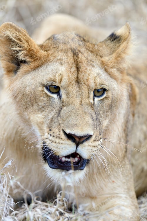 Preview: Close lion in National park of Kenya