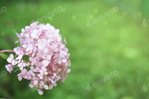 Preview: hydrangea flower over green grass background