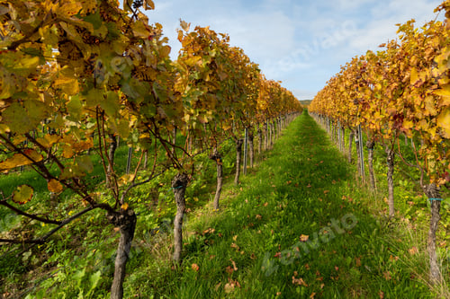 Preview: Scenic vineyard plantation with autumn foliage in fall colors