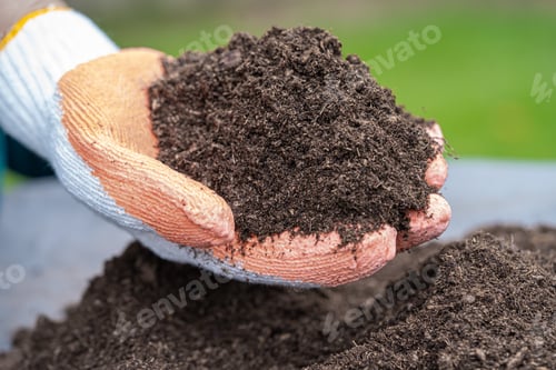 Preview: Hand holding peat moss organic matter improve soil for agriculture organic plant growing,