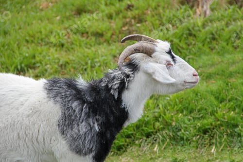 Preview: Goat side view in the countryside farm with green background with copy space