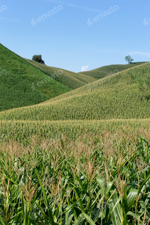 Preview: Corn farm on hill with blue sky and sunset background