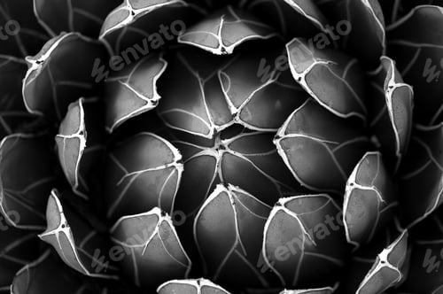Preview: Heart of a cactus plant in black and white