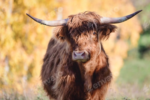 Preview: A Highlander cow