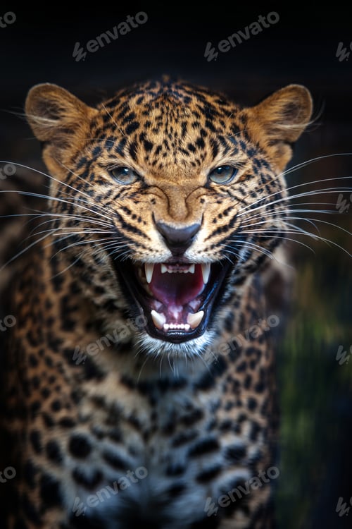 Preview: Angry Leopard portrait with its mouth open and big tooth on dark background