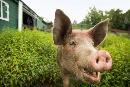 Preview: An organic farm in the Catskills. A pig.