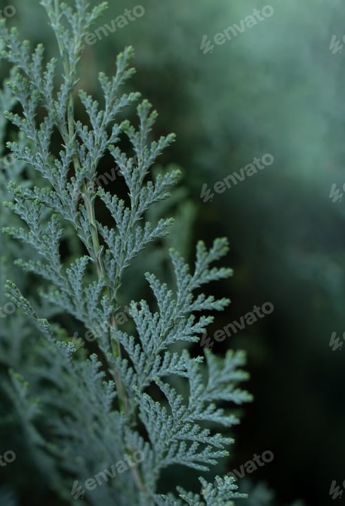 Preview: Green Christmas texture natural background. The evergreen coniferous tree Thuja