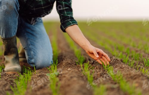 Preview: Farmer holds a young green wheat sprouts in hands checking quality of new crop. Concept of ecology.
