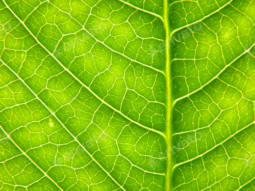 Preview: Closeup shot of a green leaf with beautiful textures