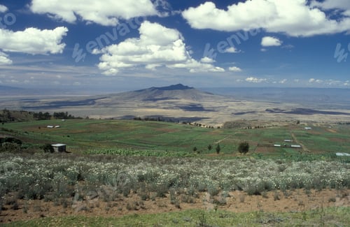 Preview: White flowers near grassy fields with a mountain logonot in the distance under a blue sky