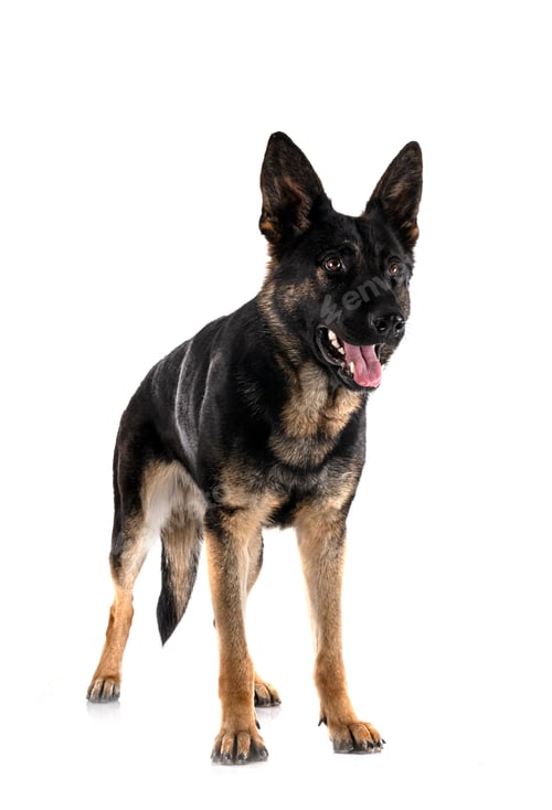 Preview: young german shepherd
