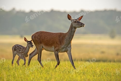 Preview: Red deer hind with calf walking at sunset
