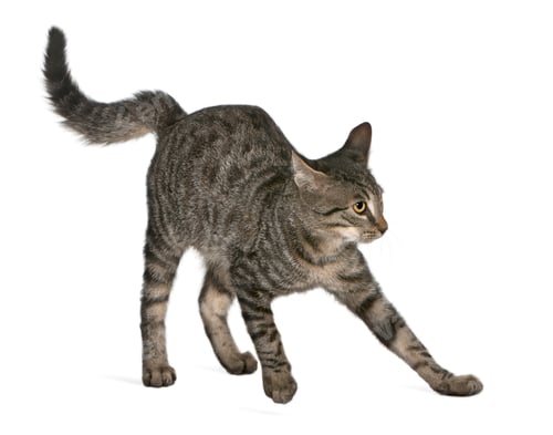 Preview: Frightened Mixed-breed cat, Felis catus, 6 months old, standing in front of white background