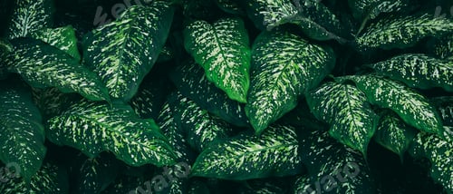 Preview: Close up green leaves texture and abstract background., Concept of nature background.