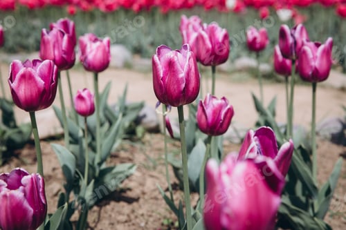 Preview: Violet tulips on the garden in Spring.