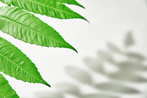 Preview: Leaf shadow and green plant on white background. Creative abstract background