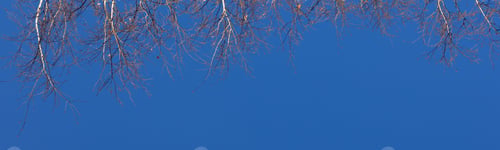 Preview: 4x1 banner Bare white birch branches on a blue sky background along the top edge