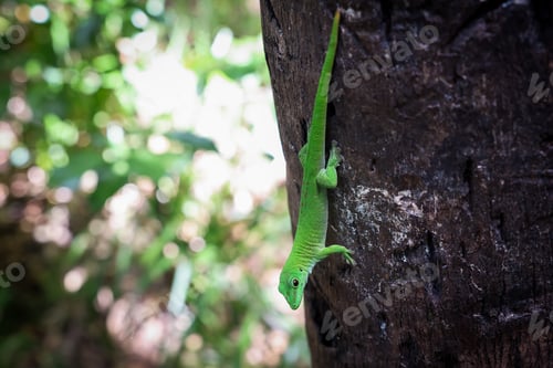 Preview: Bright green lizard climbing a tree in the lush forests of Madagascar during daylight hours