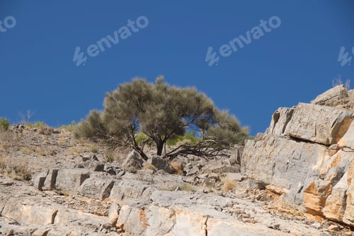 Preview: Low angle shot of a dry tree on the side of a rocky cliff