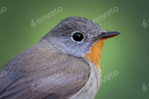 Preview: Red-breasted flycatcher (Ficedula parva)