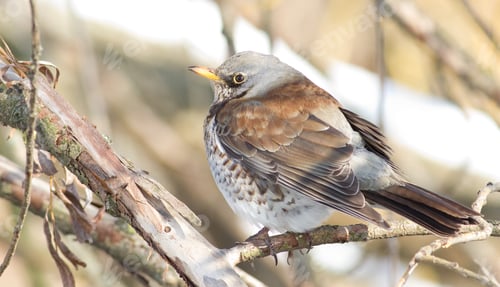 Preview: Fieldfare, Turdus pilaris. Closeup portrait sitting on a branch