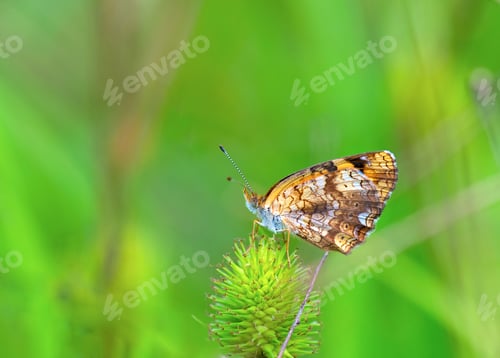 Preview: Silvery Checkerspot (Chlosyne nycteis)
