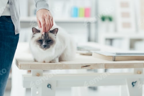 Preview: Woman caressing her lovely cat