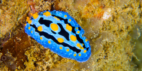 Preview: Sea Slug, Bunaken National Marine Park, Indonesia