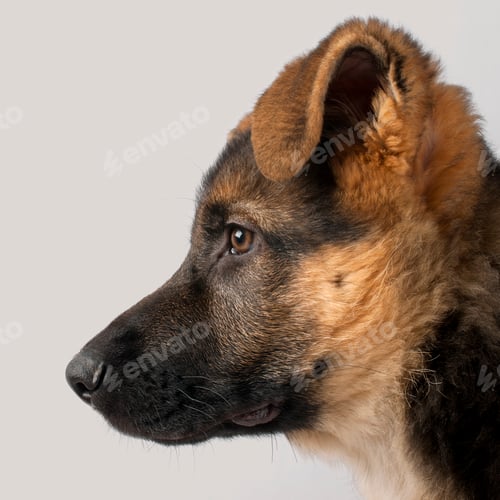 Preview: Close-up profile of German Shepherd puppy, 3 months old, in front of grey background