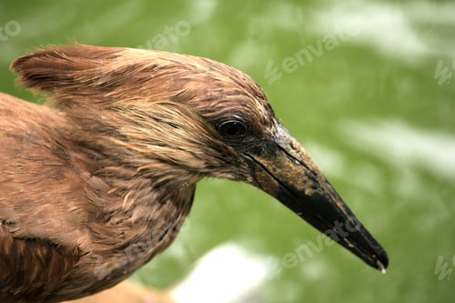 Preview: Hammerkop - African Wildlife
