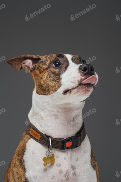 Preview: Licking american doggy with collar against gray background