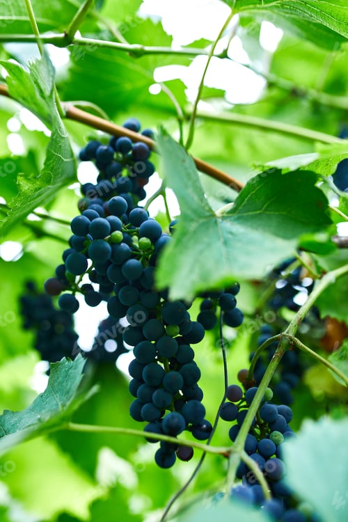 Preview: A bunch of grapes ready for picking in a vineyard, Concept of growing