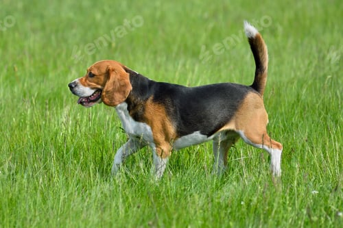 Preview: Happy beagle