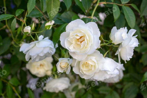 Preview: White ivy garden roses in garden