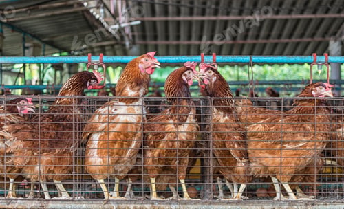 Preview: egg chicken farm