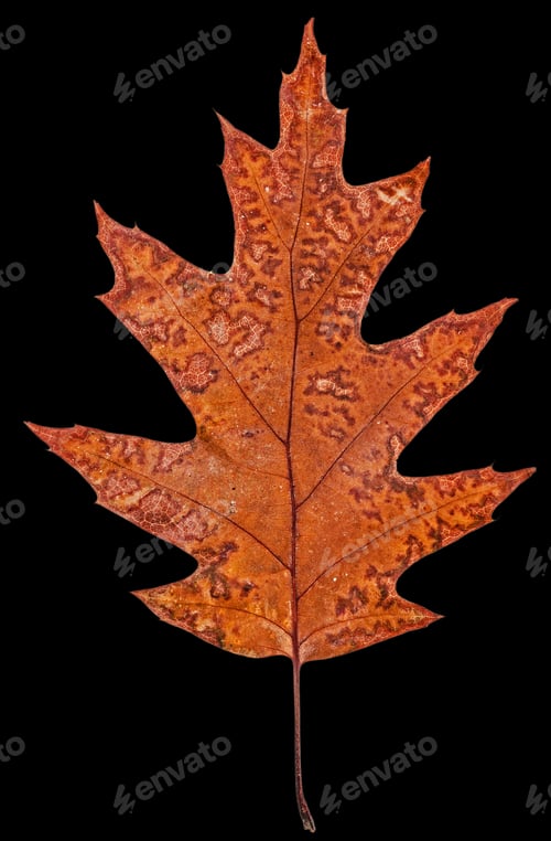 Preview: Fallen autumn leaf of oak, isolated on black background