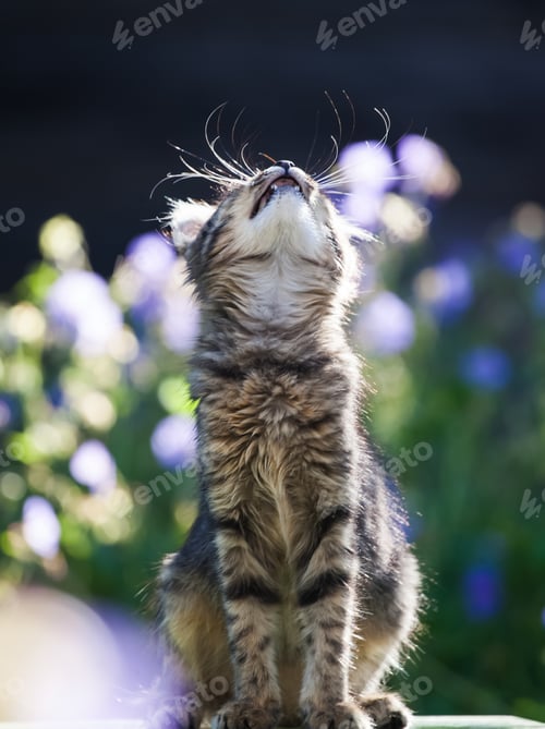 Preview: Kitty cat posing