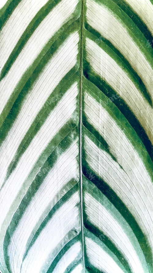 Preview: Close up of calathea leaf