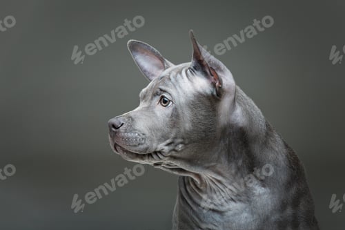 Preview: Thai ridgeback puppy