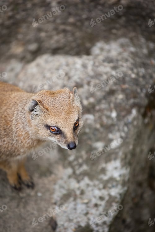 Preview: cute yellow mongoose