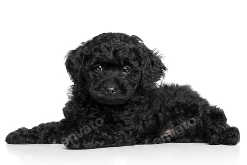 Preview: puppy, pet, dog, pets, dogs