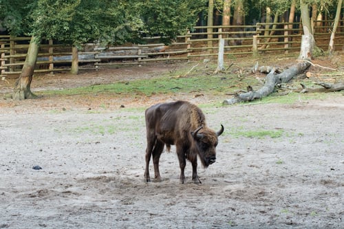 Preview: bison
