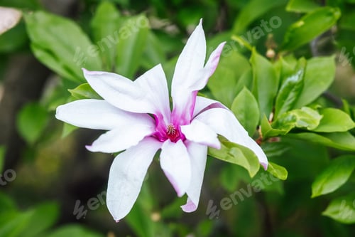 Preview: Beautiful white flower with purple accents blooming amidst lush greenery
