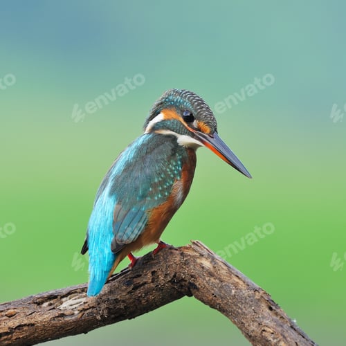Preview: female Common Kingfisher